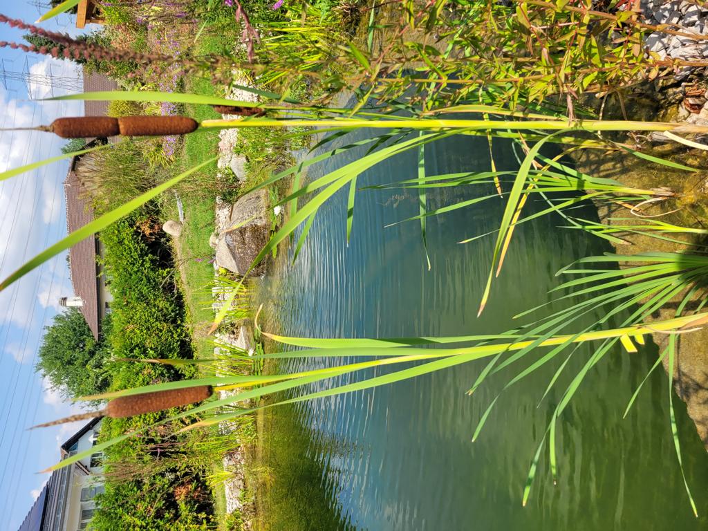 Schwimmteich Kat 2